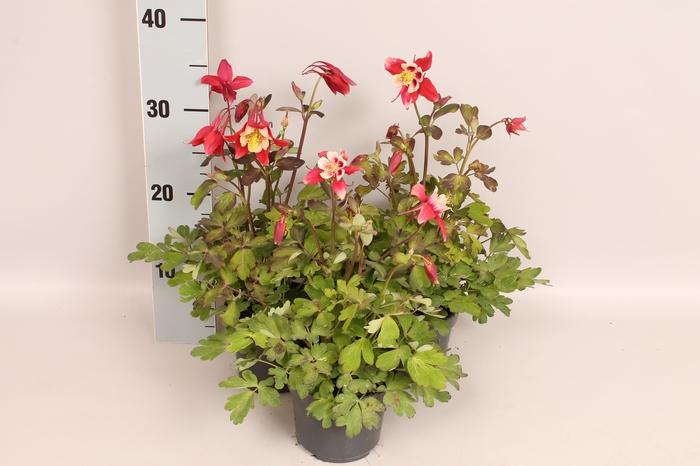 vaste planten 12 cm Aquilegia Red & White