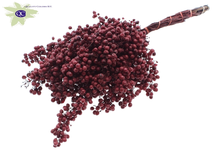 <h4>Pepperberries per bunch in poly burgundy</h4>