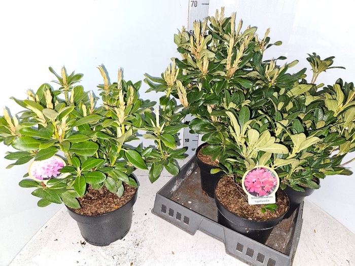 <h4>Rhododendron gemengd</h4>