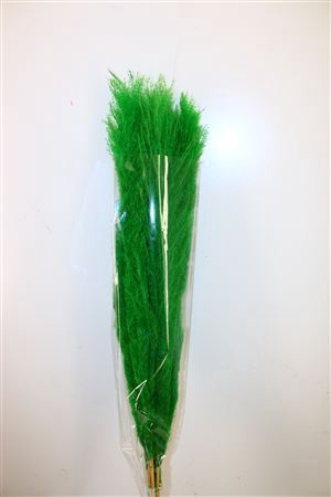<h4>Dried Cortaderia Dadang Light Green 110cm</h4>