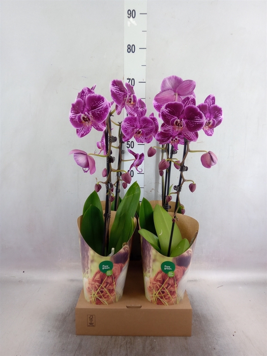 <h4>Phalaenopsis  'Fortune Teller'</h4>