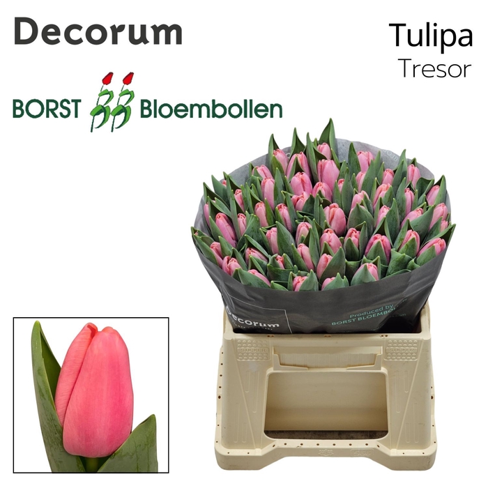 <h4>Tulipa si tresor</h4>