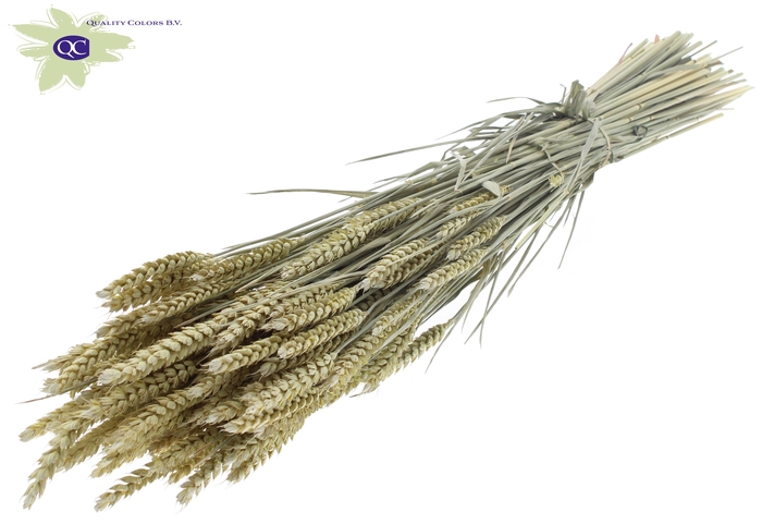 <h4>Triticum per bunch frosted light yellow</h4>