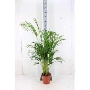 Dypsis Lutescens P21