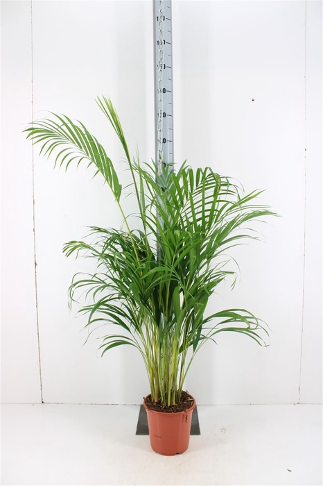 Dypsis Lutescens P21