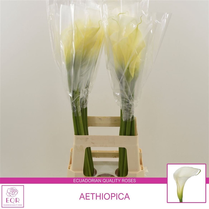 <h4>Aethiopica Overig | Wit</h4>
