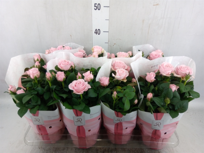 <h4>Rosa  'Amorosa Infinity Soft Pink'</h4>