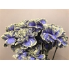 Dianthus St Purple Fresh