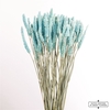 Dried Celosia Frosted Blue Bunch Slv