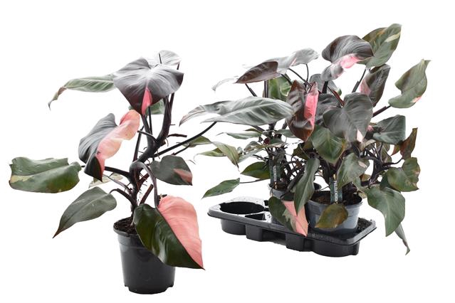 Philodendron Pink Princess 19Ø 65cm
