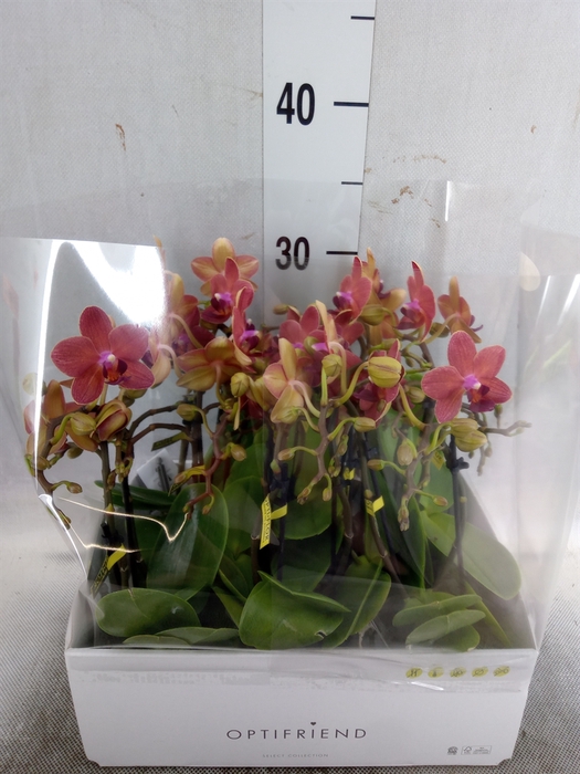 <h4>Phalaenopsis multi.   ...red</h4>