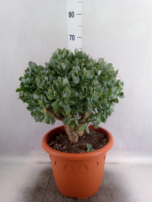 <h4>Crassula arborescens subsp. undilat</h4>