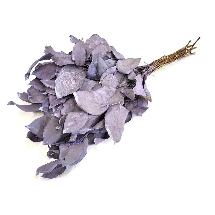 <h4>Salal tips mini dried per bunch Frosted Milka</h4>
