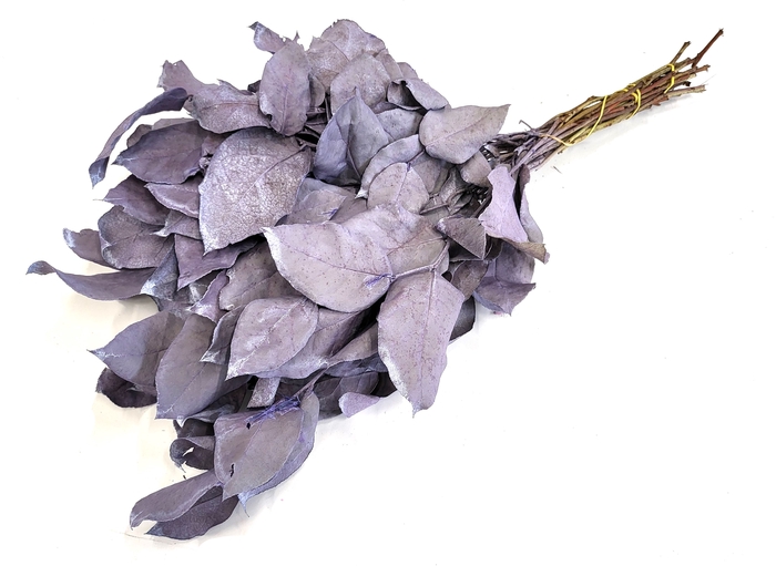Salal tips mini dried per bunch Frosted Milka