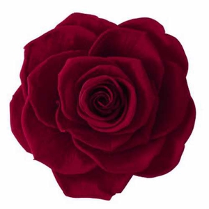 Rose Magna Burgundy