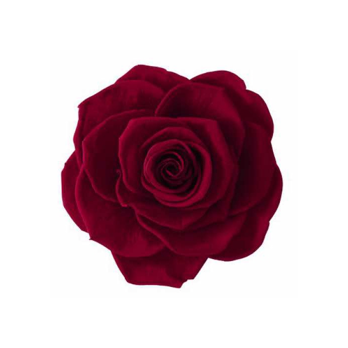 <h4>Rose Monalisa Burgundy</h4>