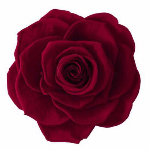 Rose Ines Burgundy