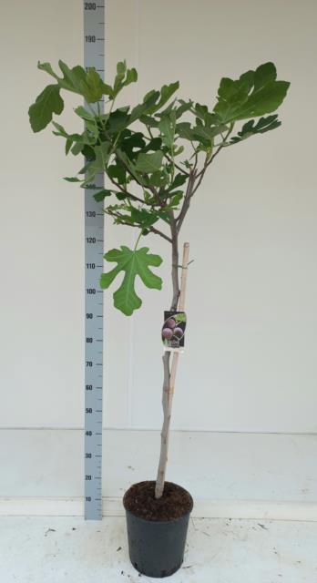 <h4>Ficus Carica</h4>