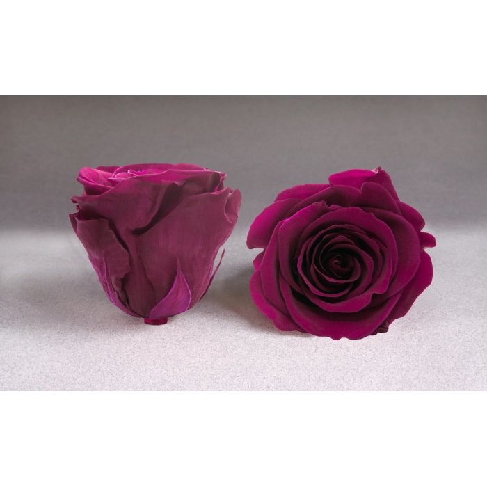 <h4>PRESERVED ROSES XL PIN-05</h4>