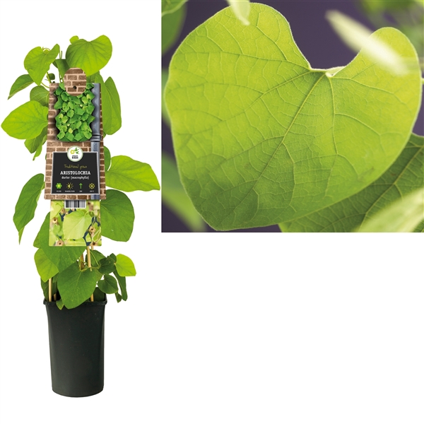 <h4>Aristolochia durior (macrophylla) +3.0 label</h4>