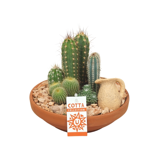 <h4>Cactus arrangement in 24 cm 'Terracotta Schaal'</h4>