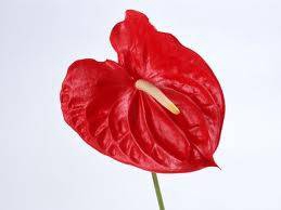 Anthurium Red Small