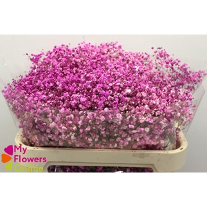 Gyps Pa Excellence Tinted Hot Pink 80cm EC