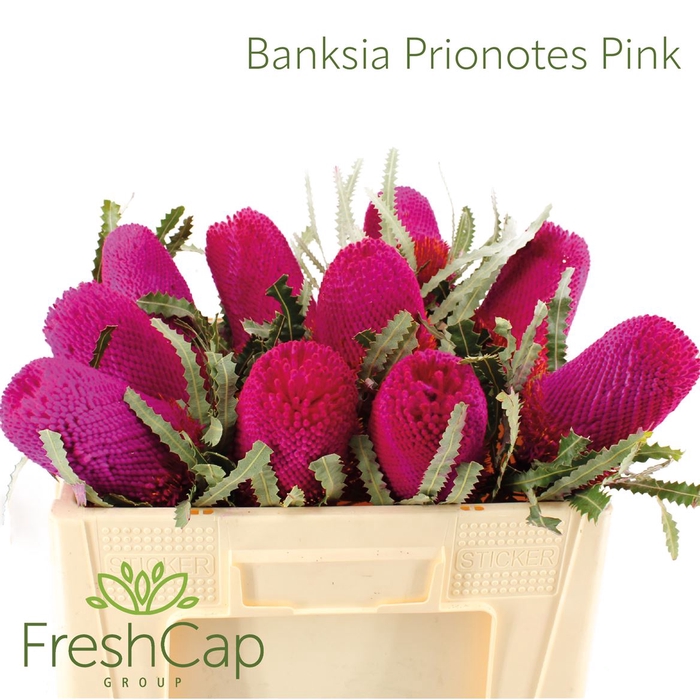 <h4>Banksia Prionotes Pink</h4>