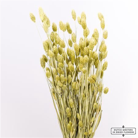 <h4>Dried Phalaris Frosted Mint Green Bunch</h4>