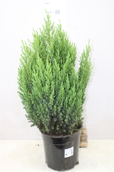 <h4>Juniperus Ch Stricta</h4>