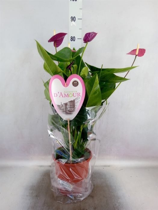 <h4>Anthurium andr. 'Violet Heart'</h4>
