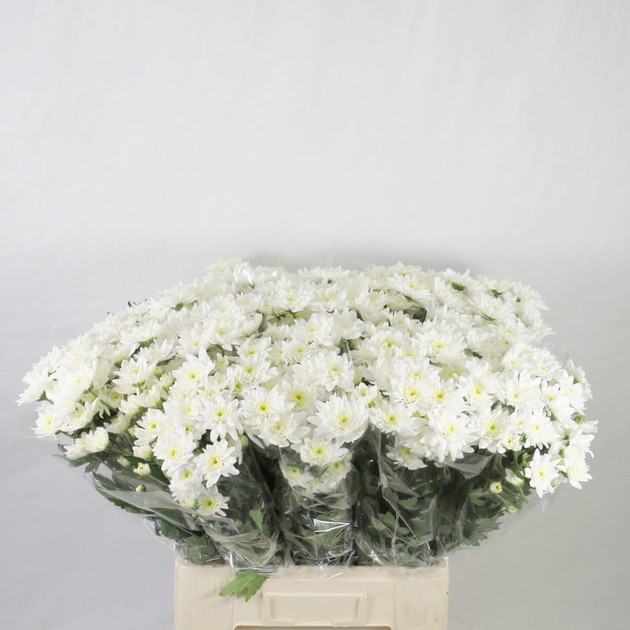 Chrysanthemum spray euro blanca (R.OPORTO)