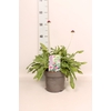 vaste planten 19 cm  Knautia Green Lightning