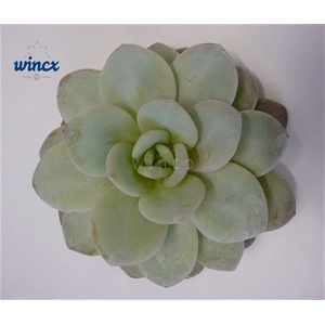 Echeveria Lauii Cutflower Wincx-10cm