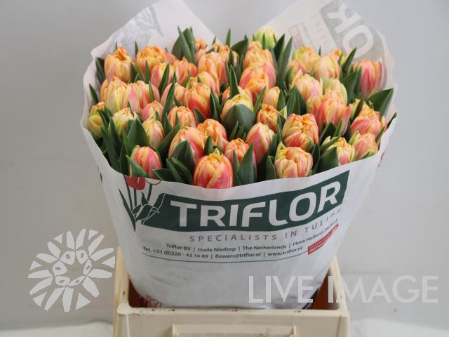 <h4>Tulipa do bed of roses</h4>