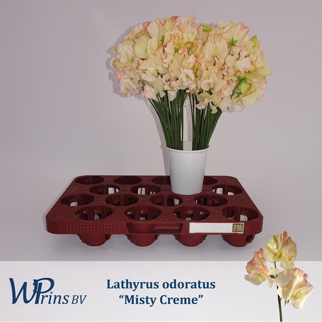 <h4>Lathyrus wedding cream</h4>