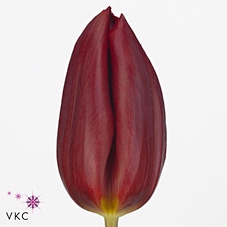 <h4>Tulipa si strong love</h4>