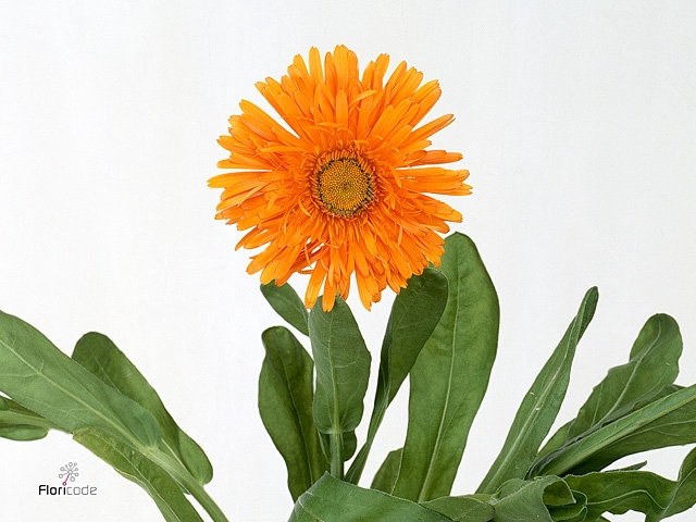 Calendula Orange