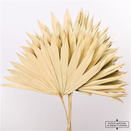 <h4>Dried Palm Sun 6pc Natural Bunch</h4>