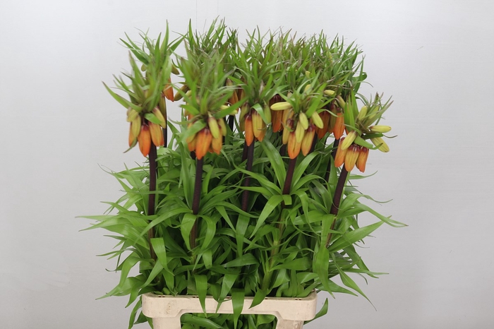 <h4>Fritillaria Imperialis Orange Sweet</h4>