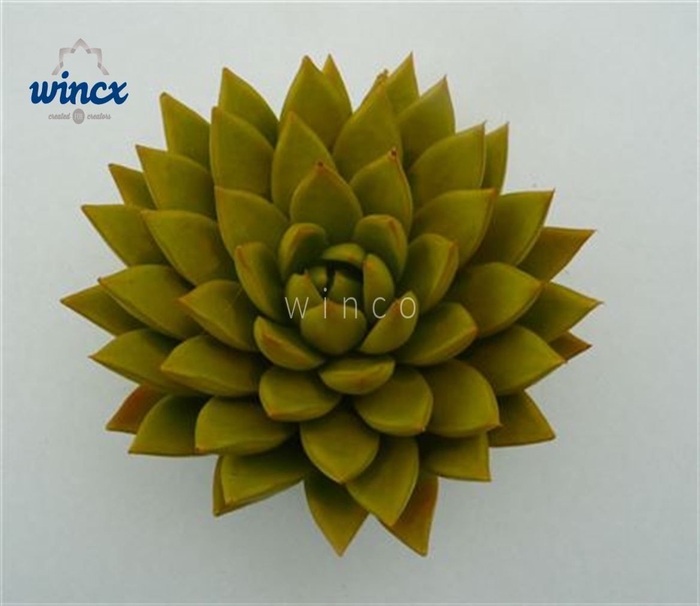<h4>Echeveria Agavoides Paint Yellow Cutflower Wincx-1</h4>