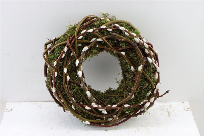 <h4>Wr Moss Pussy Willow 30cm</h4>