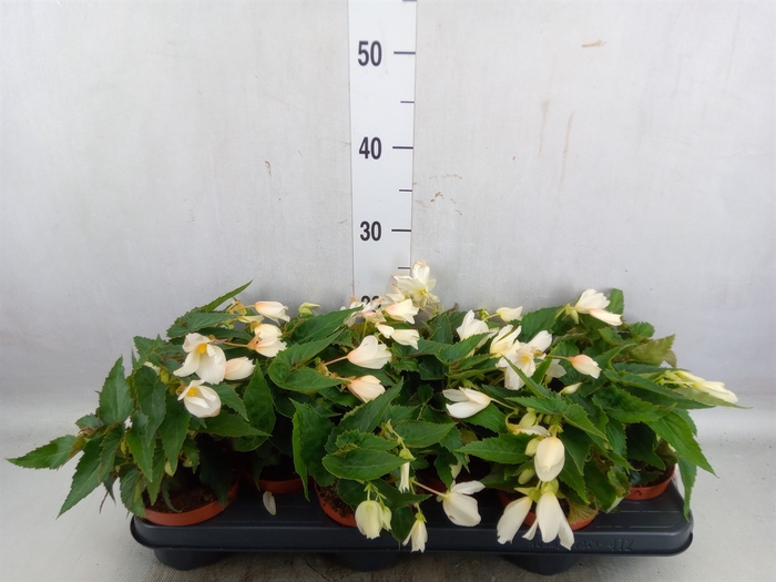 <h4>Begonia tuber. 'Tenella White'</h4>