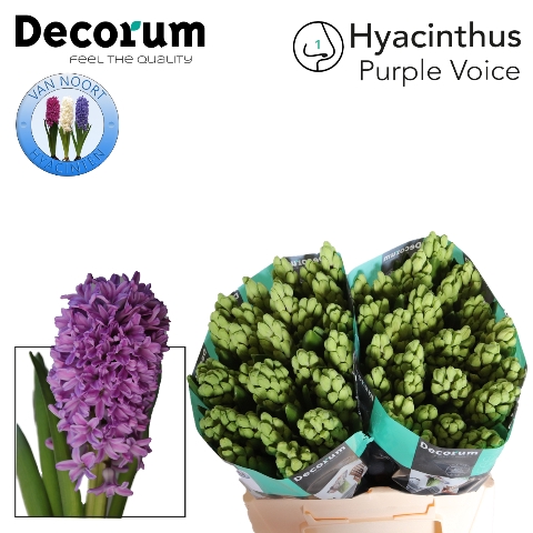 <h4>Hyacinthus purple voice</h4>