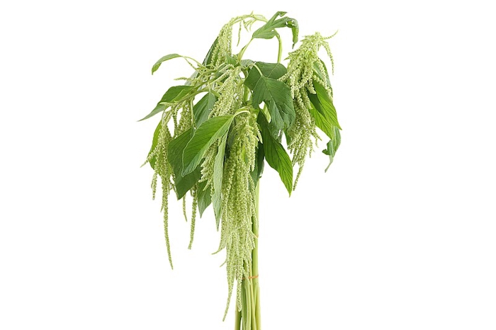 <h4>Amaranthus Hang Green Cord 50 cm</h4>