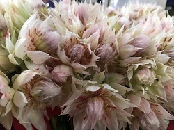 Blushing Bride 4+ Blooms