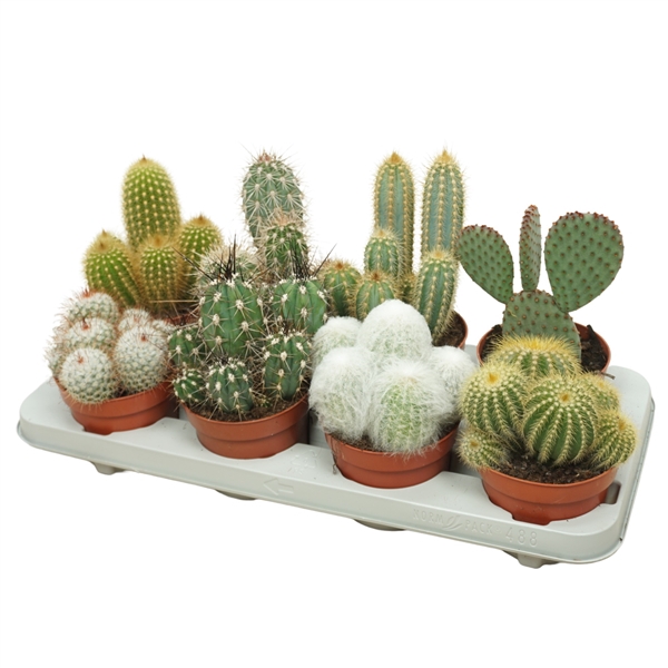 <h4>Cactus mix 12 cm</h4>