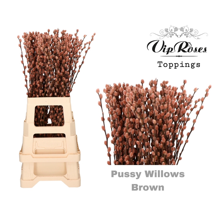<h4>Salix Pussy Willow Brown</h4>