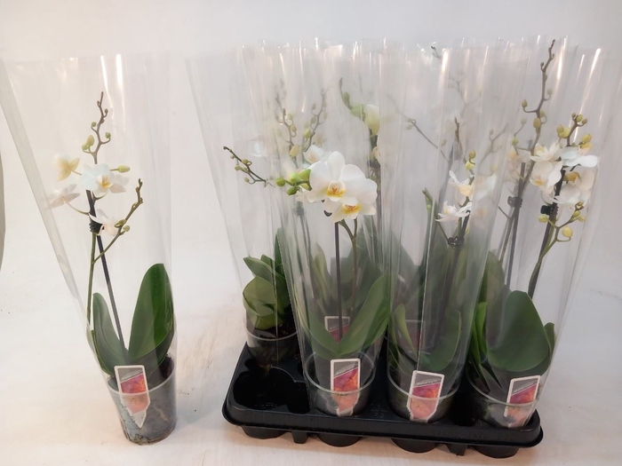 <h4>Phalaenopsis Multi wit</h4>