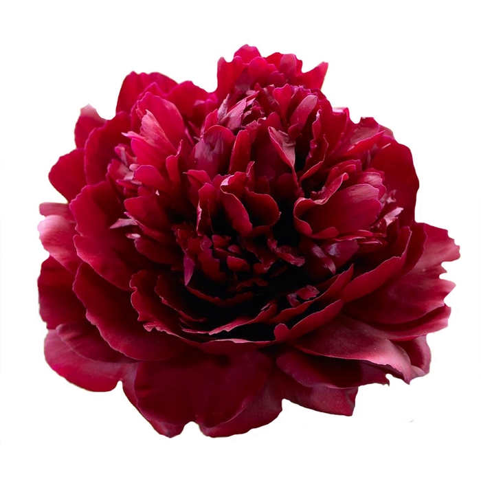 <h4>Paeonia Red Sarah Bernhardt</h4>
